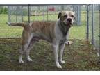 Adopt BEAST a Mastiff, Mixed Breed