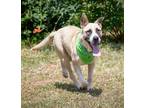 Adopt Bandit a Terrier