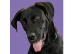Adopt Cribbs a Labrador Retriever, Hound