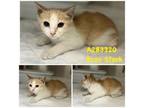 Adopt BRAN STARK a Domestic Short Hair