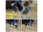 Adopt TYRION a Australian Cattle Dog / Blue Heeler