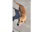 Adopt Mini Coop a Labrador Retriever