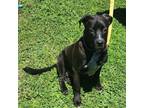Adopt Duke a Labrador Retriever