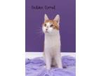 Adopt Golden Corral a Domestic Short Hair