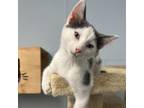 Adopt Zhu Zhu a Domestic Short Hair
