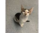 Adopt Silly Bandz a Domestic Short Hair