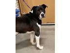 Adopt Roadie a Border Collie