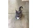 Adopt Lewie a Domestic Short Hair