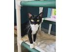 Adopt Chase AKA Catman a Domestic Short Hair
