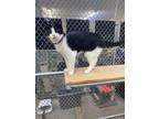 Adopt Kipper a Domestic Short Hair
