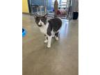 Adopt Bernie a Domestic Short Hair