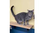 Adopt Zipper a Domestic Short Hair