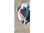 Adopt Titan a Labrador Retriever