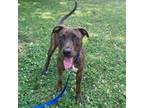 Adopt ZUKO a Pit Bull Terrier, Mixed Breed