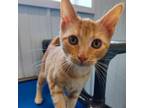 Adopt 24-13187_4/ Dennis a Domestic Short Hair