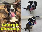 Adopt GEORGE CLOONEY a Pit Bull Terrier
