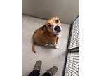 Adopt Benny 123585 a Boxer, Beagle