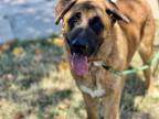 Adopt COACH a Anatolian Shepherd, German Shepherd Dog