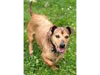 Adopt TUTU a Terrier, Mixed Breed