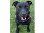 Adopt MIDNIGHT a Labrador Retriever, Mixed Breed