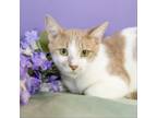 Adopt Georgie a Domestic Short Hair