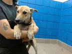 Adopt TIM a German Shepherd Dog, Mixed Breed
