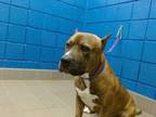 Adopt CHUCKY a Pit Bull Terrier, Mixed Breed