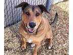 Adopt DIESEL a Labrador Retriever, Mixed Breed