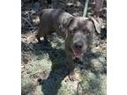 Adopt Freckles (Aka Perry) a Mastiff, American Staffordshire Terrier