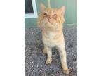 Adopt Leo a Tabby