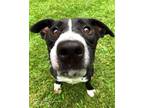 Adopt Duke 24 a Border Collie, Mixed Breed
