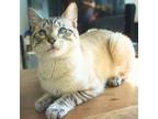 Adopt Sully's Pretty Friend a Siamese