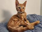 Adopt Michelangelo a American Shorthair