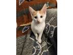 Adopt Raphael a American Shorthair