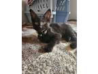 Adopt Splinter a American Shorthair