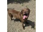Adopt MOOSE a Labrador Retriever, Mixed Breed