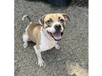 Adopt CURLEY Q a Boxer