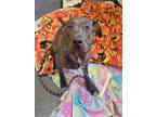 Adopt MICKEY a Pit Bull Terrier, Mixed Breed
