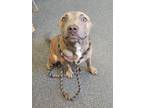 Adopt ACE a Pit Bull Terrier, Mixed Breed