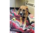 Adopt WOODSTOCK a Boxer, Pit Bull Terrier