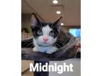Adopt Midnight a Domestic Short Hair