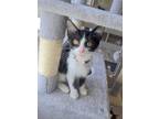 Adopt Shadow a Domestic Short Hair