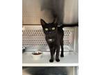Adopt Pandora a Domestic Short Hair