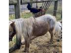 Adopt Okie Dokie a Chicken