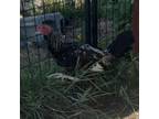 Adopt Jalepeno a Chicken