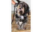 Adopt Ripley a Cairn Terrier