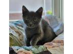 Adopt Bong a Domestic Short Hair