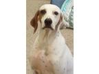 Adopt Louie a English Pointer