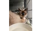 Adopt Niko a Siamese
