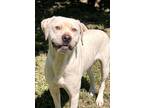 Adopt TANK a Boxer, Pit Bull Terrier